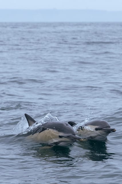 Arrábida - Sesimbra: Dolphin Watching - Searching for common and bottlenose dolphins