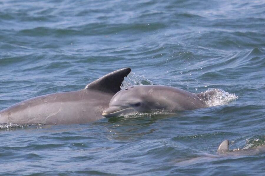 Atlantic City: Dolphin Watching Ocean Cruise Adventure - Key Points Before You Book