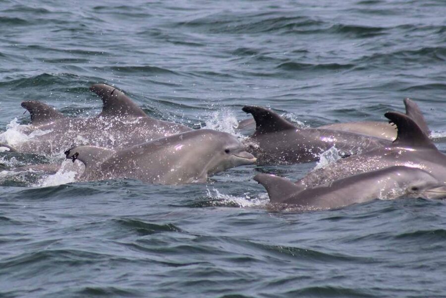 Atlantic City: Dolphin Watching Ocean Cruise Adventure - What Happens If the Dolphins Do Not Appear