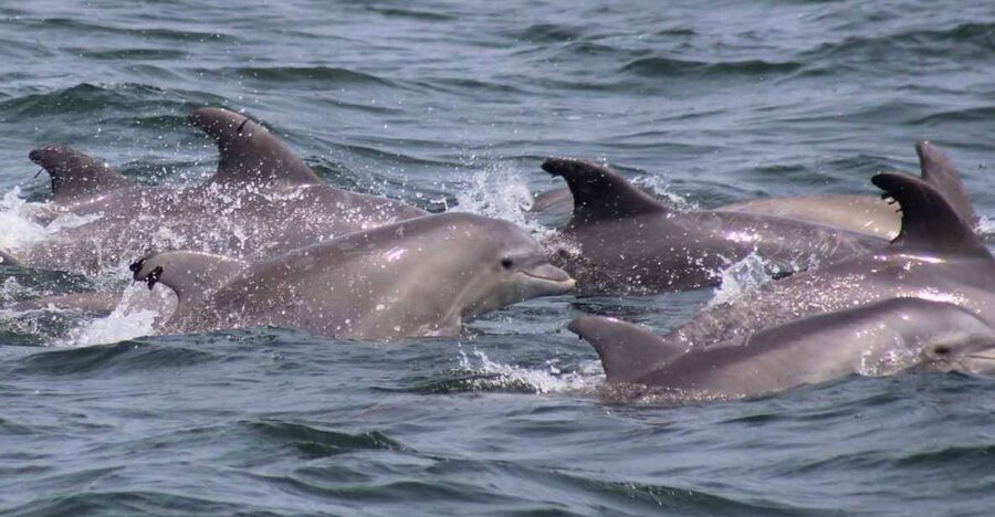 Atlantic City: Dolphin Watching Ocean Cruise Adventure - Who Will Enjoy This Cruise Most?