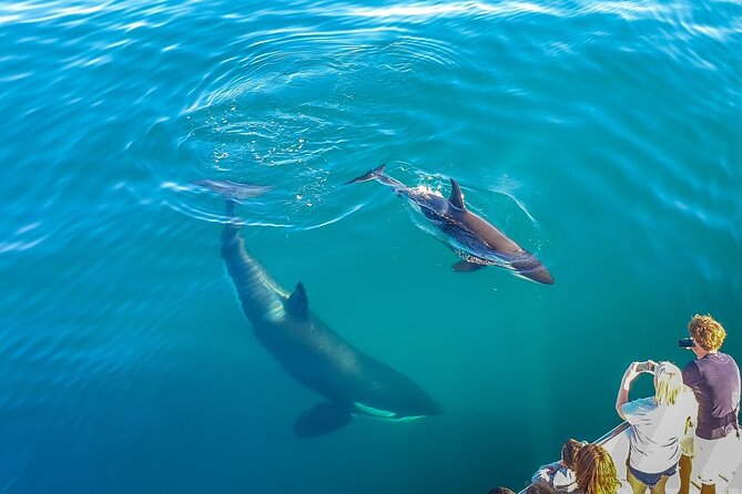 Auckland Dolphin and Whale Watching Eco-Safari Cruise - Key points to know before you book