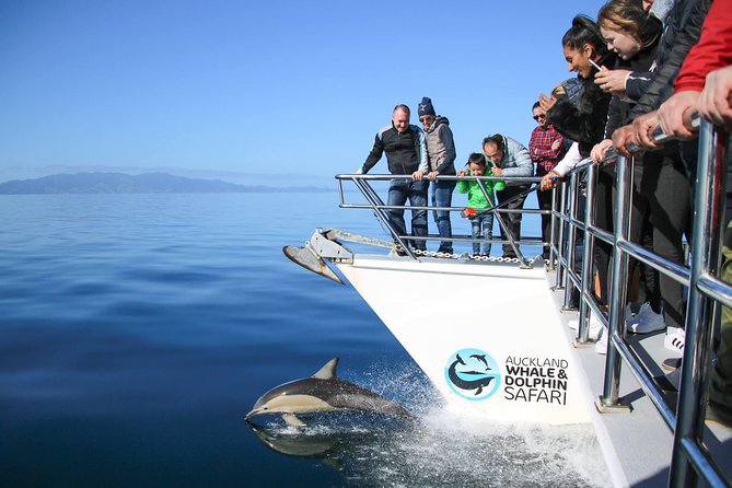Auckland Dolphin and Whale Watching Eco-Safari Cruise - Auckland Harbour Bridge and the first island views