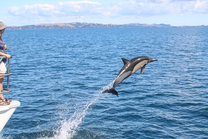 Auckland Dolphin and Whale Watching Eco-Safari Cruise - Dolphins, Bryde’s whales, and the wildlife search