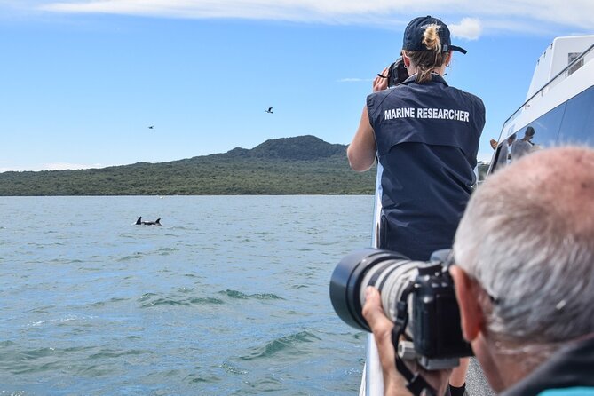 Auckland Dolphin and Whale Watching Eco-Safari Cruise - Seabirds and the islands around Motuihe and Motutapu