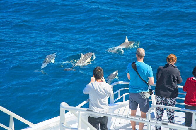 Auckland: Tikapa Moana Dolphin, Whale and Island Cruise - What the $105.50 price buys you