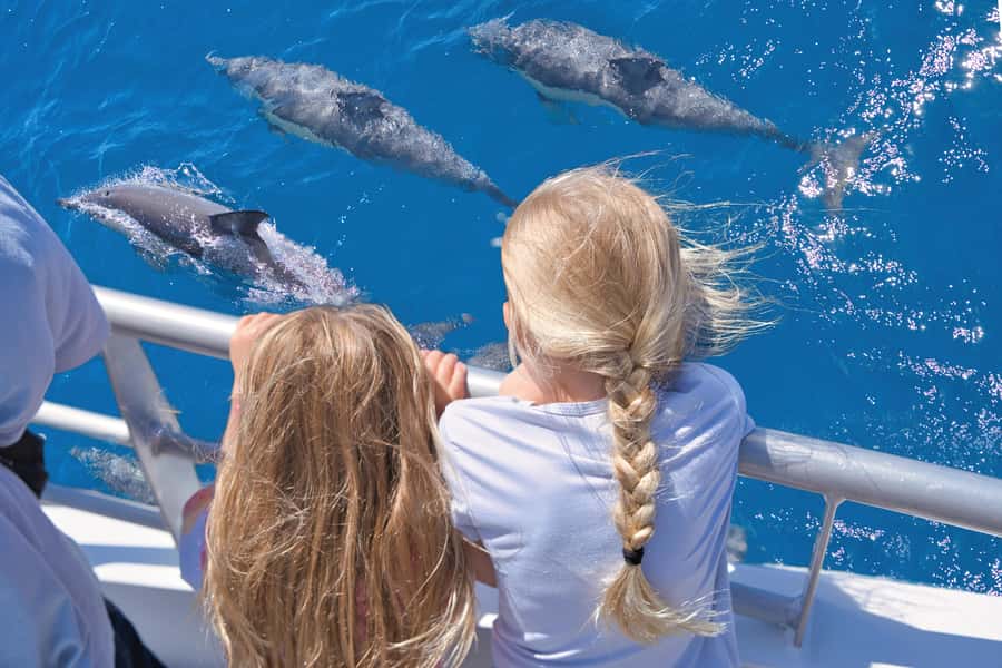 Auckland: Tikapa Moana Whales, Dolphins and Islands Cruise - Rotoroa Island: walking, wildlife, and quiet water