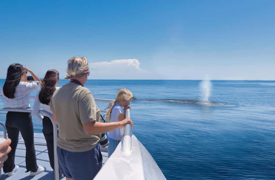 Auckland: Tikapa Moana Whales, Dolphins and Islands Cruise - The search for dolphins, whales, and seabirds