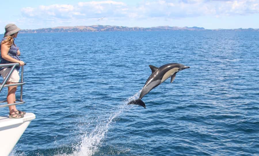 Auckland: Whale and Dolphin Watching Half-Day Eco Cruise - Leaving Auckland on the Dolphin Explorer