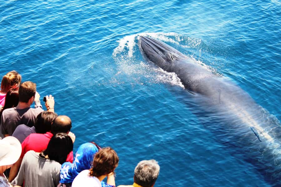 Auckland: Whale and Dolphin Watching Half-Day Eco Cruise - Marine science instead of simple sightseeing
