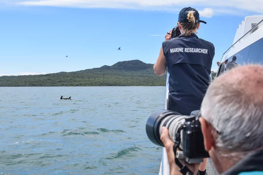 Auckland: Whale and Dolphin Watching Half-Day Eco Cruise - Seabirds, penguins, sharks, and the moments between whales