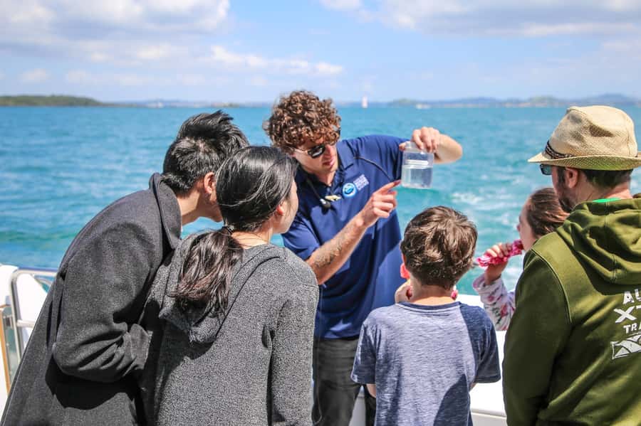 Auckland: Whale and Dolphin Watching Half-Day Eco Cruise - What $130 buys you