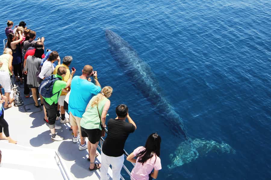 Auckland: Whale and Dolphin Watching Half-Day Eco Cruise - Comfort, weather, and practical limits