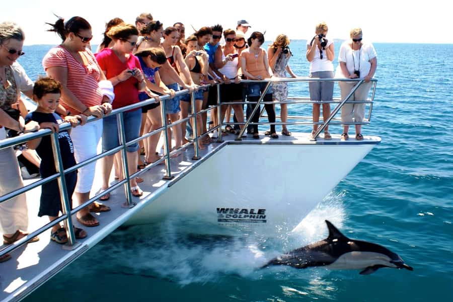 Auckland: Whale and Dolphin Watching Half-Day Eco Cruise - Who will enjoy this Auckland cruise?