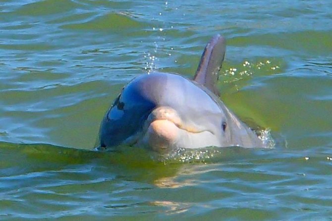 Avi's Premium Dolphin Tour by Jet Ski - Who should book this jet ski tour?