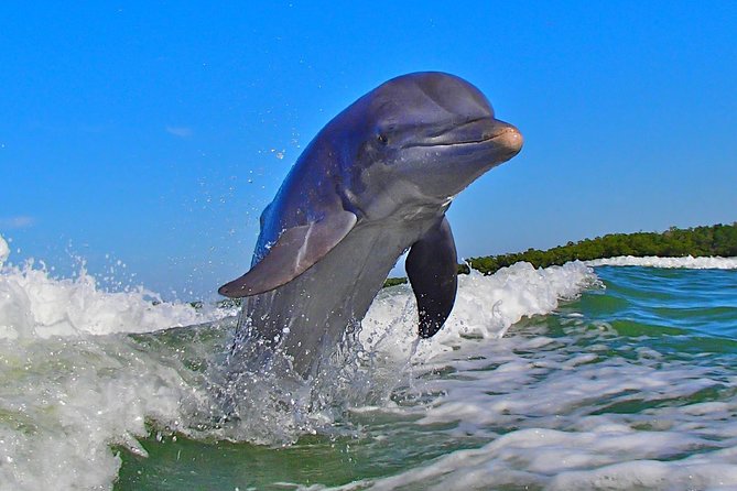 Avi's Premium Dolphin Tour by Jet Ski - Should you book Avi’s Premium Dolphin Tour?