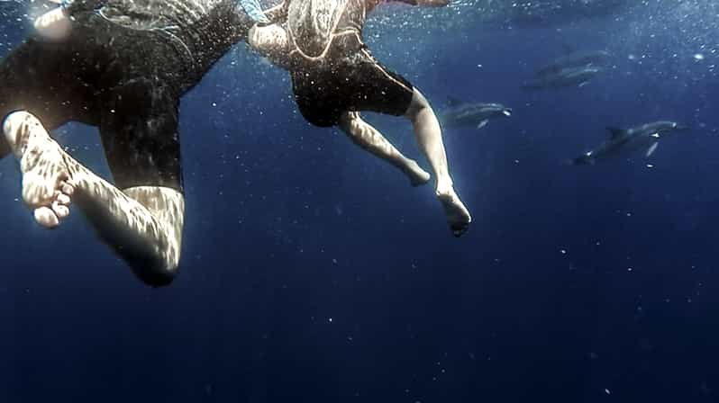 Azores: Swim with Dolphins Atlantic Experience - Key points to know before you book