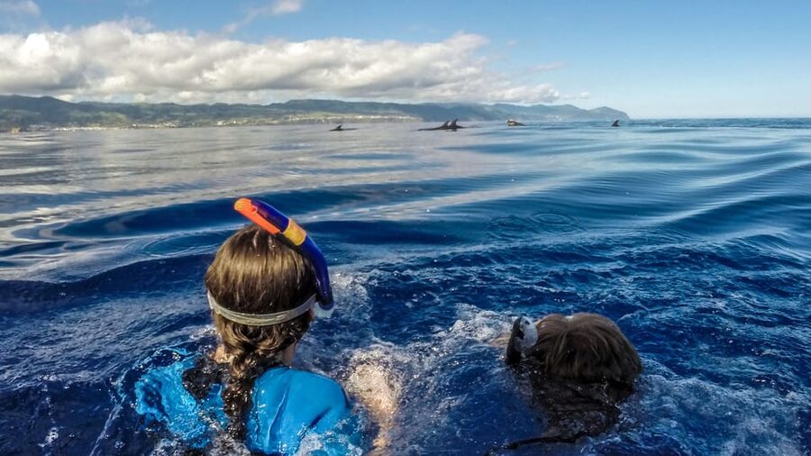Azores: Swim with Dolphins Atlantic Experience - A wild dolphin encounter, not a marine park show