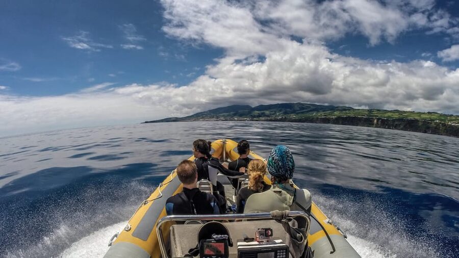 Azores: Swim with Dolphins Atlantic Experience - What swimming with dolphins is really like