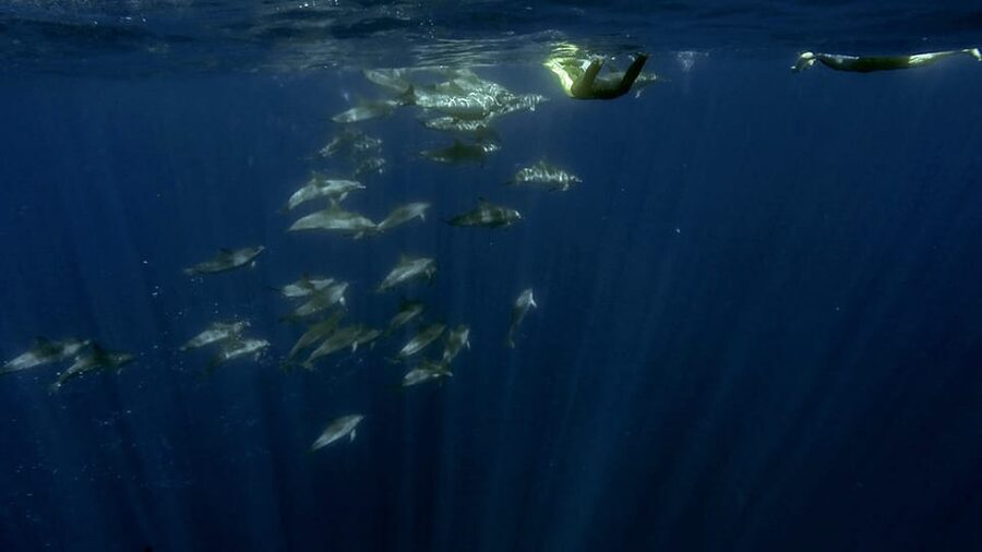 Azores: Swim with Dolphins Atlantic Experience - Snorkeling near the coast