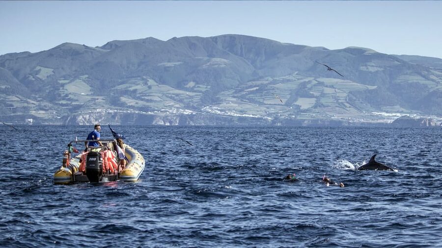 Azores: Swim with Dolphins Atlantic Experience - What the crew and equipment add