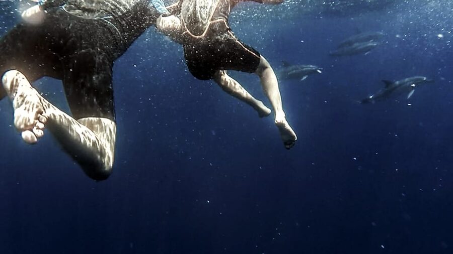 Azores: Swim with Dolphins Atlantic Experience - Price, timing, and practical value