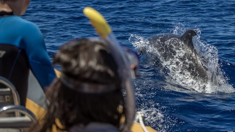 Azores: Swim with Dolphins Atlantic Experience - Meeting at Vila Franca do Campo Marina