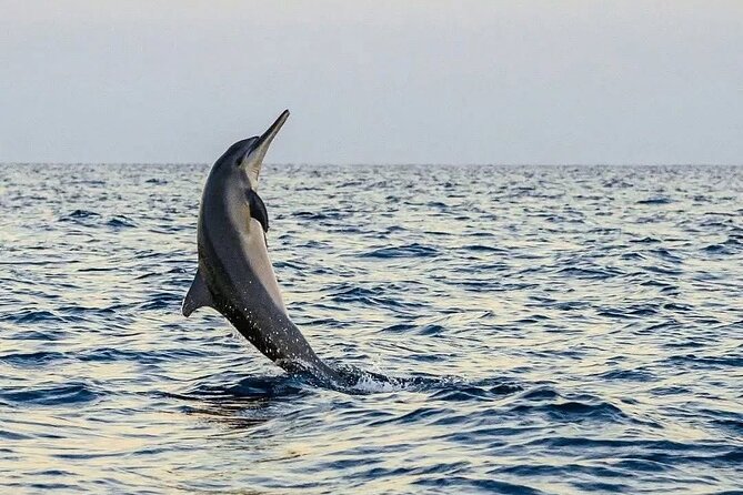 Bali and Lovina with Sunrise Dolphin Tour and Snorkeling - Snorkeling after the sunrise search
