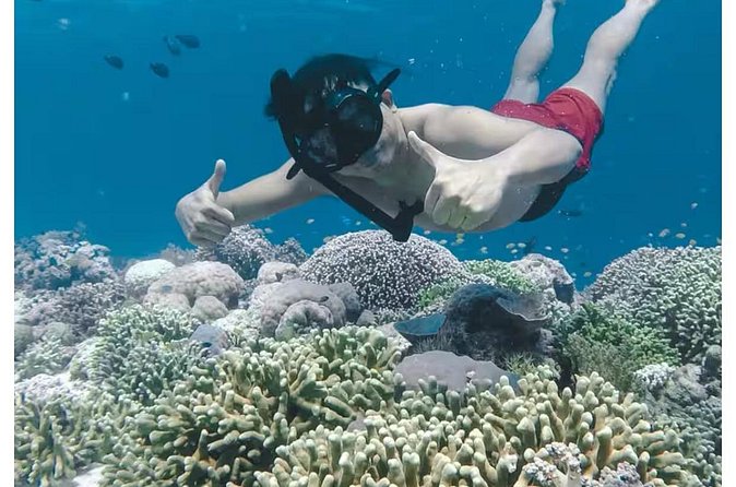 Bali and Lovina with Sunrise Dolphin Tour and Snorkeling - Who will get the most from this Lovina morning