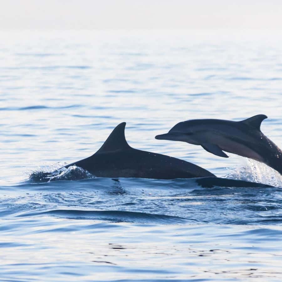Bali Bliss: Dolphin Lovina Private Expedition - Key points before you book