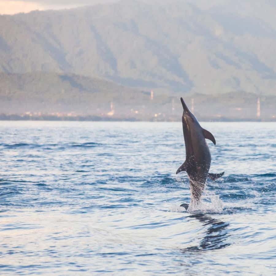 Bali Bliss: Dolphin Lovina Private Expedition - Option B: Kintamani, Ubud, and a different view of Bali
