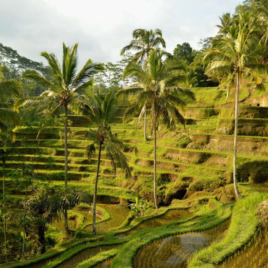 Bali Bliss: Dolphin Lovina Private Expedition - Option A: northern Bali’s mountain and temple route