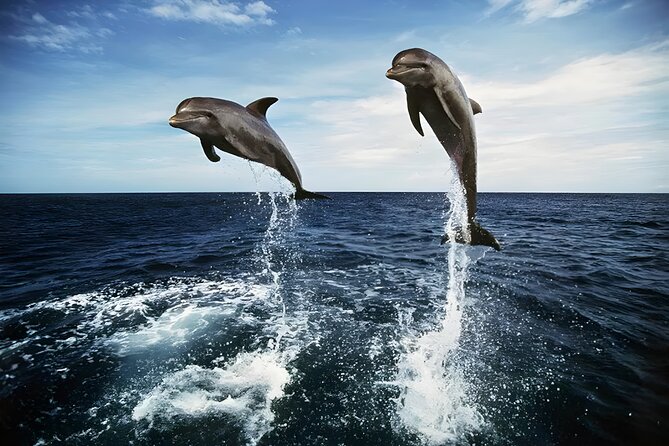 Bali Dolphin Watching Sunrise Tour in Lovina Beach - Lovina Beach and the search for dolphins