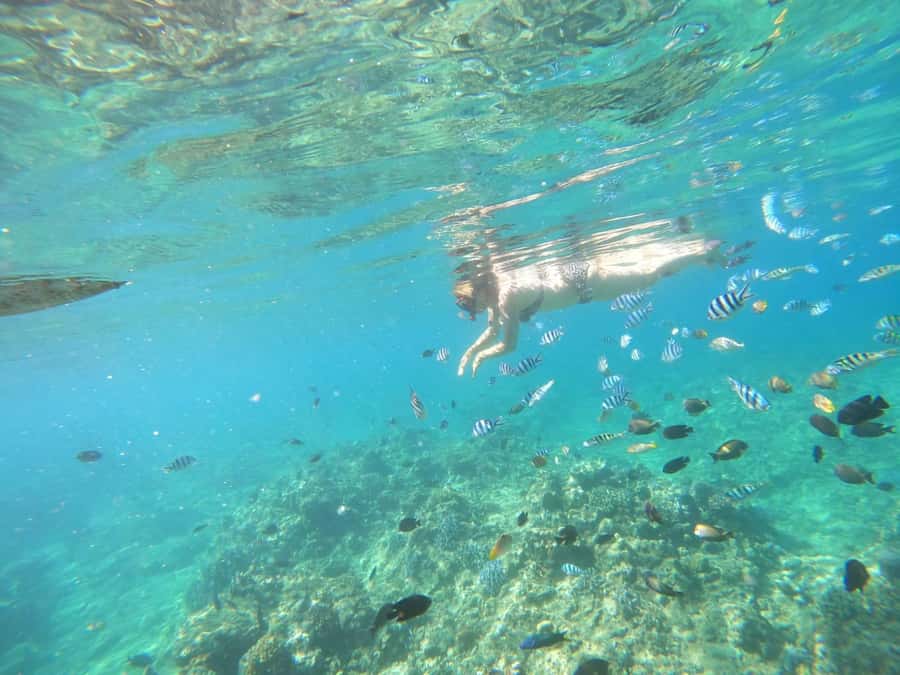 Bali: Lovina dolphin adventure with breakfast and snorkling. - The Tow-Along Swim With the Boat