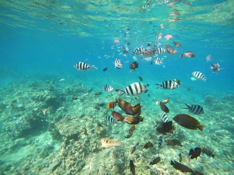 Bali: Lovina dolphin adventure with breakfast and snorkling. - Watching Dolphins in Their Natural Habitat