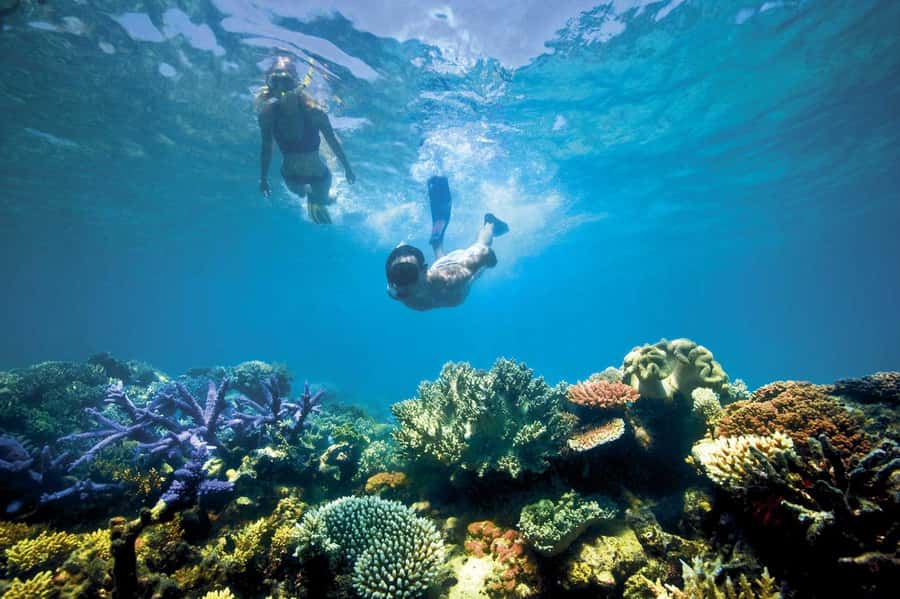 Bali/Lovina: Dolphin Snorkeling, Swimming & Waterfall Tour - Should you book it?
