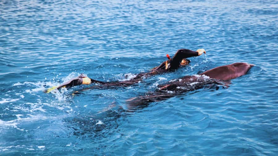 Bali/Lovina: Dolphin Snorkeling, Swimming & Waterfall Tour - Lovina snorkeling and the coral reef
