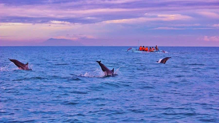 Bali/Lovina: Dolphin Snorkeling, Swimming & Waterfall Tour - Transport, guides, and the real cost