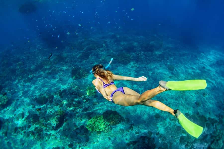 Bali/Lovina: Dolphin Snorkeling, Swimming & Waterfall Tour - Who should book this Lovina tour?