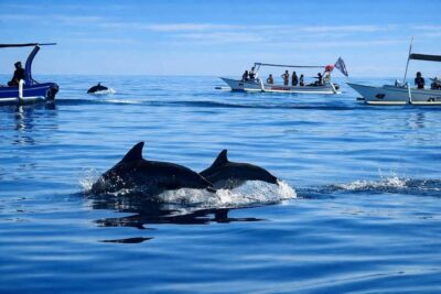 Bali/Lovina: Guided Dolphin Watching & Sunrise Boat Snorkel