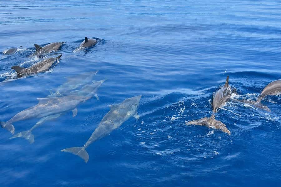 Bali/Lovina: Guided Dolphin Watching & Sunrise Boat Snorkel - Snorkeling over Lovina’s coral reef