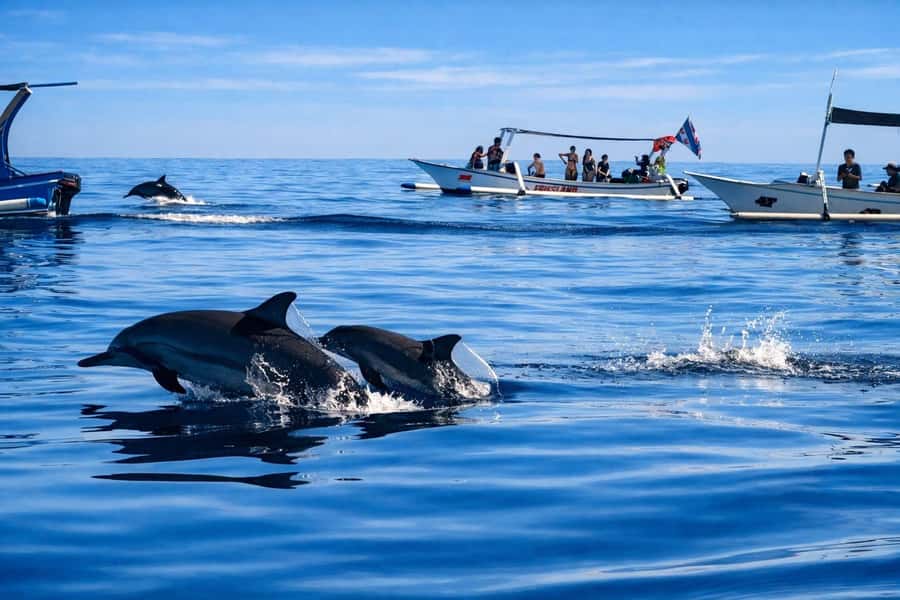 Bali/Lovina: Guided Dolphin Watching & Sunrise Boat Snorkel - Choosing between meeting in Lovina and hotel pickup