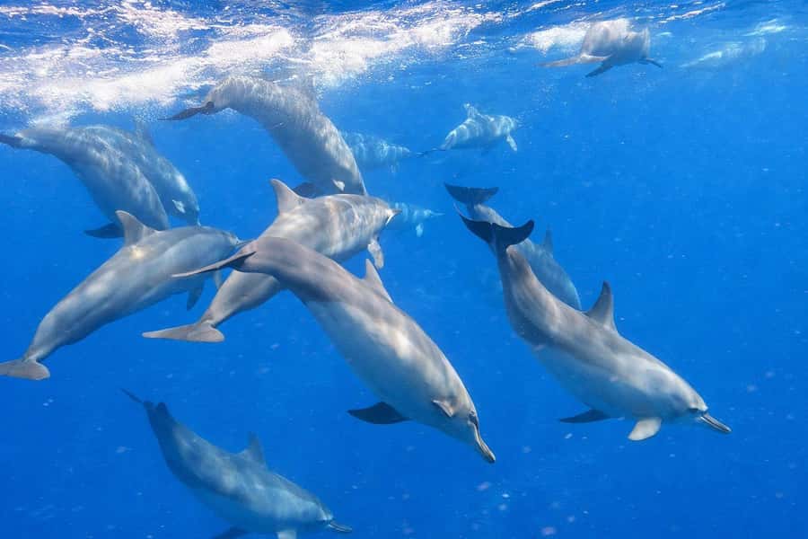 Bali/Lovina: Guided Dolphin Watching & Sunrise Boat Snorkel - Should you book the Lovina dolphin and snorkel tour?