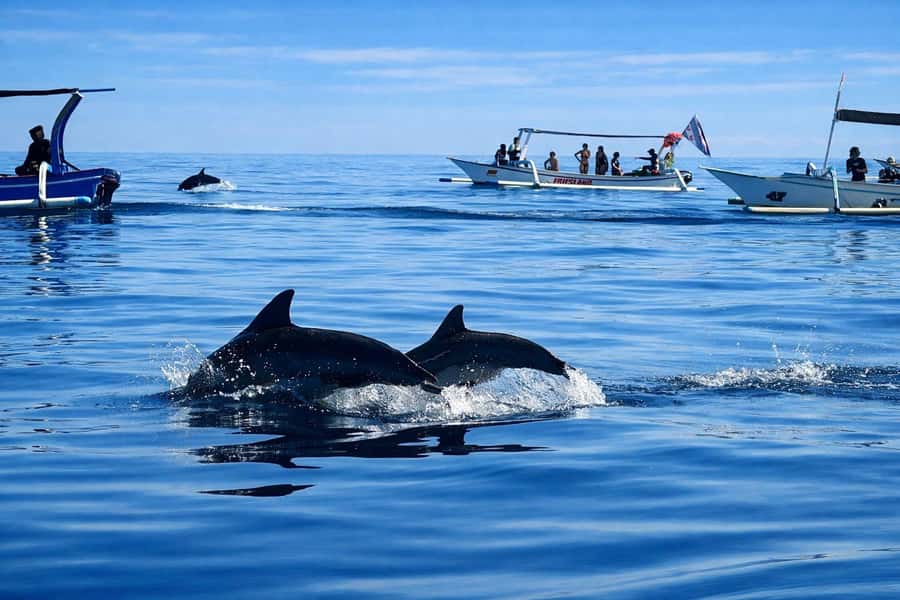 Bali/Lovina: Guided Dolphin Watching & Sunrise Boat Snorkel - Watching dolphins in the morning light