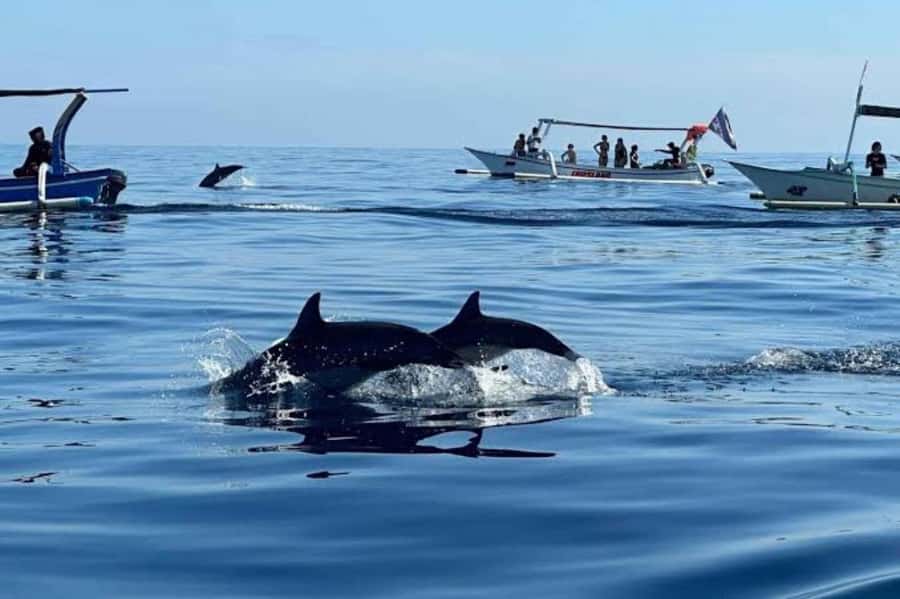 Bali: Lovina Swimming With Dolphine & Snorkeling Tour - Key points to know before booking