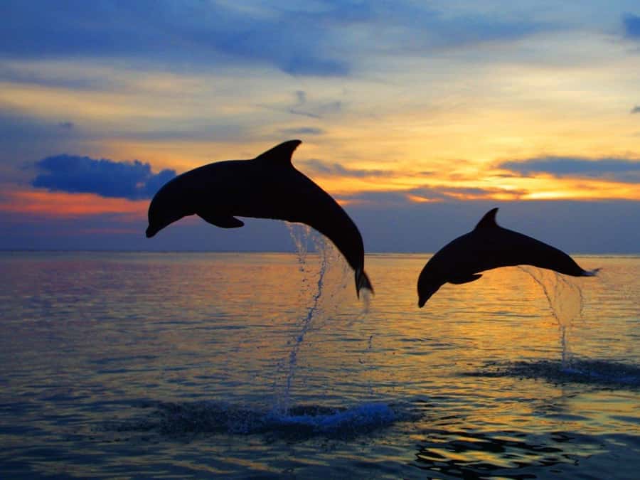 Bali: Lovina Swimming With Dolphine & Snorkeling Tour - The traditional boat ride at sunrise