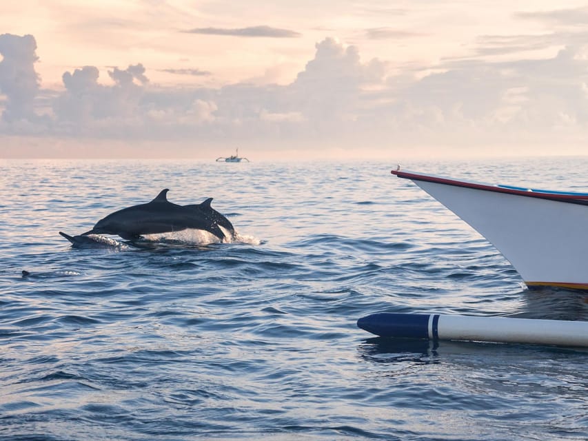 Bali: Swimming with dolphin & waterfal tour, all inclusive. - FAQ