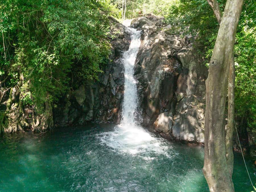 Bali: Swimming with dolphin & waterfal tour, all inclusive. - Coffee, Tea, and a Short Plantation Visit