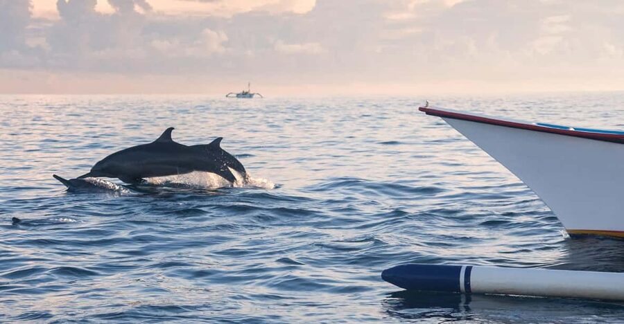Bali: Swimming with dolphin & waterfal tour, all inclusive. - Private Transport and the Shape of the Day