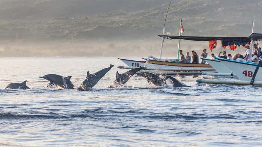 Bali: Watching Dolphin, Swimming & Snorkeling Tour - Swimming with dolphins from a wooden boat