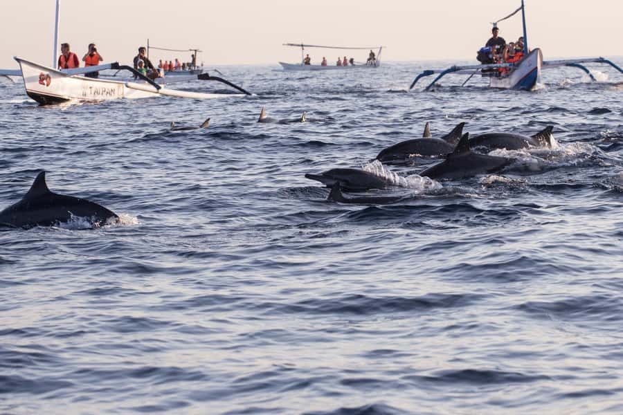 Bali: Watching Dolphin, Swimming & Snorkeling Tour - Snorkeling over Lovina’s reef